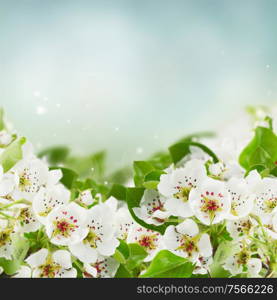 Blossoming apple tree flowers with green leaves against blue sky background. Blossoming Apple tree Flowers