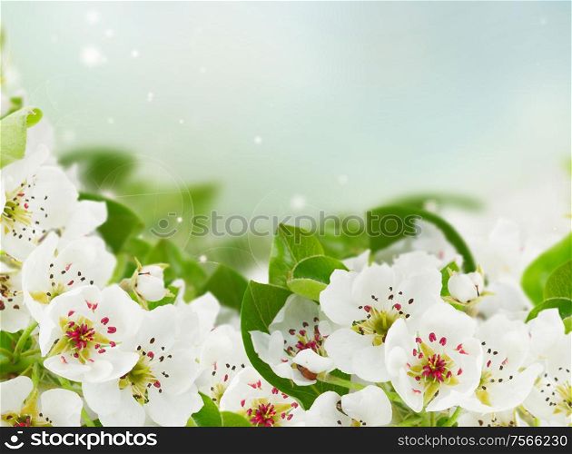 Blossoming apple tree flowers with green leaves against blue sky background. Blossoming Apple tree Flowers