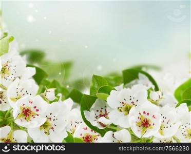 Blossoming apple tree flowers with green leaves against blue sky background. Blossoming Apple tree Flowers