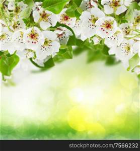Blossoming apple tree flowers with green leaves on green bokeh background. Blossoming Apple tree Flowers