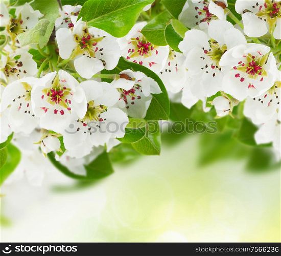 Blossoming apple tree flowers with green leaves on green bokeh background. Blossoming Apple tree Flowers