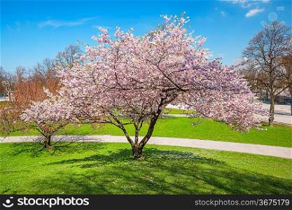 blossoming apple tree in a park
