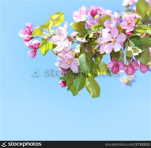 blossoming apple tree pink flowers