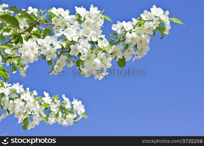 blossoming apple tree spring photo