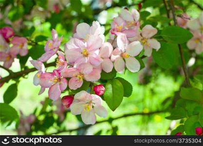 blossoming apple tree spring photo