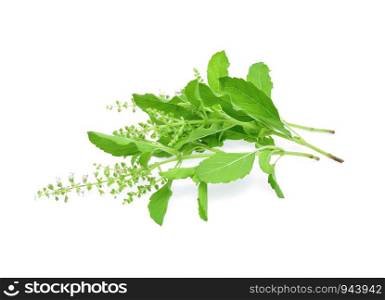 Blossoming basil on white background