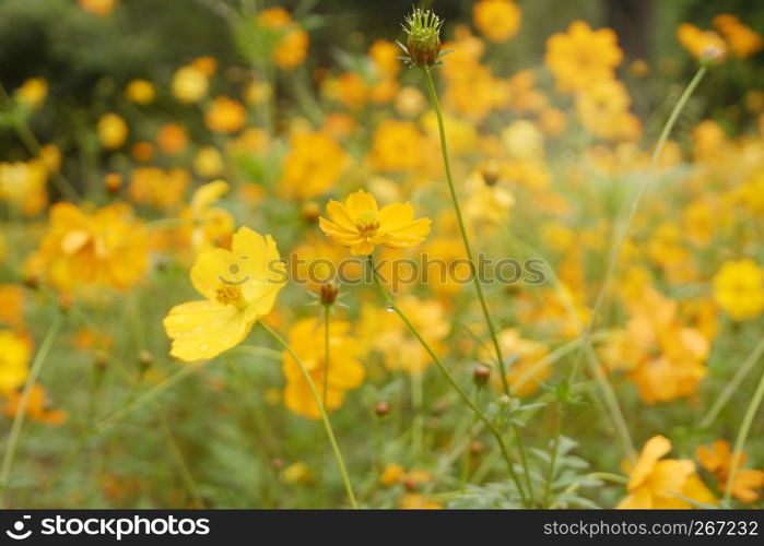 blossoming beautiful Yellow Cosmos in garden