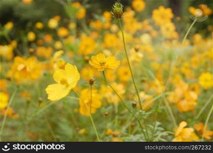 blossoming beautiful Yellow Cosmos in garden