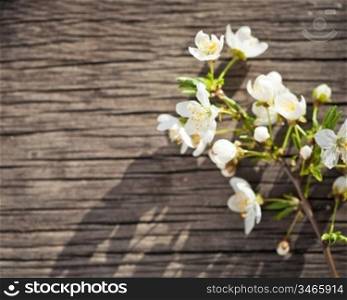 Blossoming branch of a cherry on a wooden background