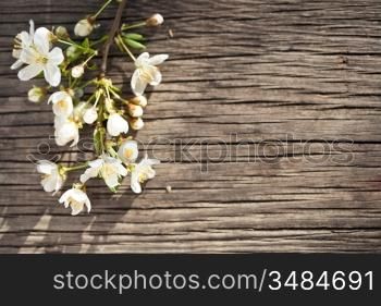 Blossoming branch of a cherry on a wooden background