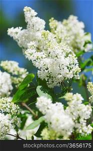 Blossoming branch of a white lilac close-up