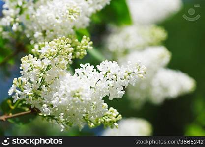 Blossoming branch of a white lilac close-up