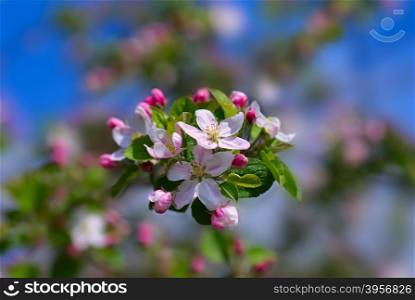Blossoming branch of an apple-tree. A close up.