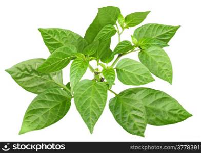 Blossoming branch of pepper with green leaf. Isolated on white background. Close-up. Studio photography.