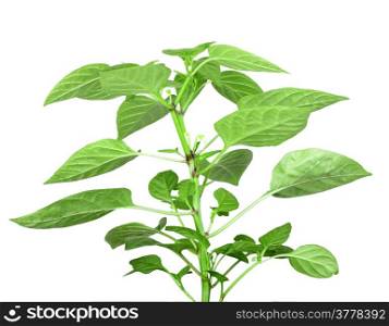 Blossoming branch of pepper with green leaf. Isolated on white background. Close-up. Studio photography.