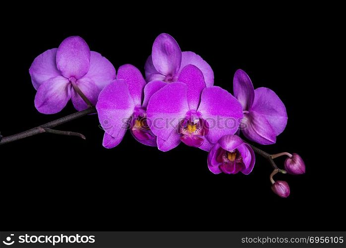 Blossoming branch of purple orchid flower isolated on a black background