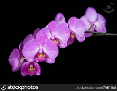 Blossoming branch of purple orchids on a black background