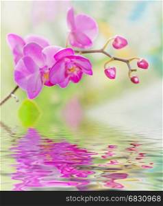 Blossoming branch of purple orchids on a nature background, with reflection in the water surface