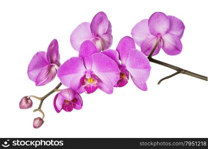 Blossoming branch of purple orchids on a white background
