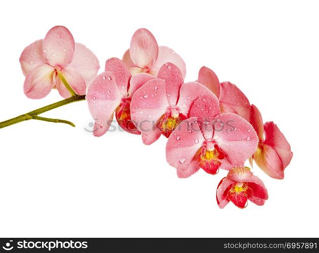 Blossoming branch of red orchid flowers isolated on a white background. Red orchid on white background