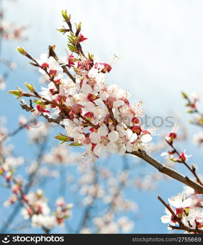 Blossoming branches of a tree. White flowers on a background of the blue sky