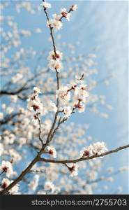 Blossoming branches of a tree. White flowers on a background of the blue sky