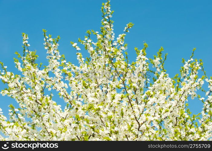 Blossoming branches of a tree. White flowers on a background of the blue sky