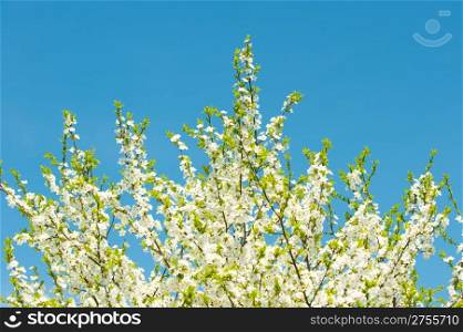 Blossoming branches of a tree. White flowers on a background of the blue sky
