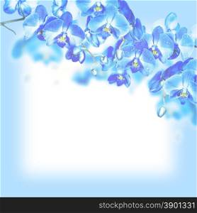 Blossoming branches of blue orchids on a white background