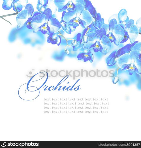 Blossoming branches of blue orchids on a white background