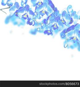 Blossoming branches of blue orchids on a white background