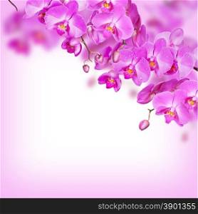 Blossoming branches of purple orchids on a white background