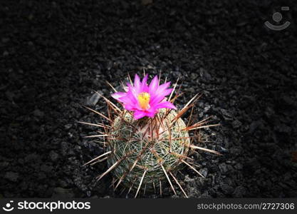 blossoming cactus