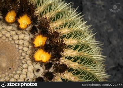 blossoming cactus