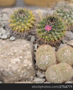 blossoming cactus. type of spiny succulent plant