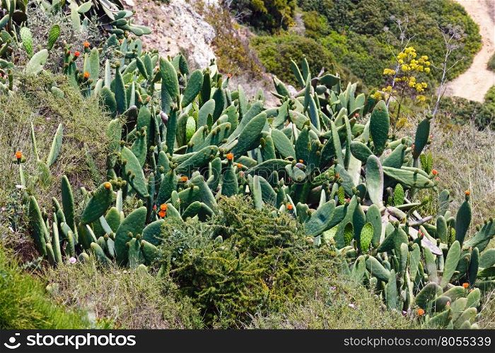Blossoming cactuses (Opuntia) with orange flowers on summer slope.