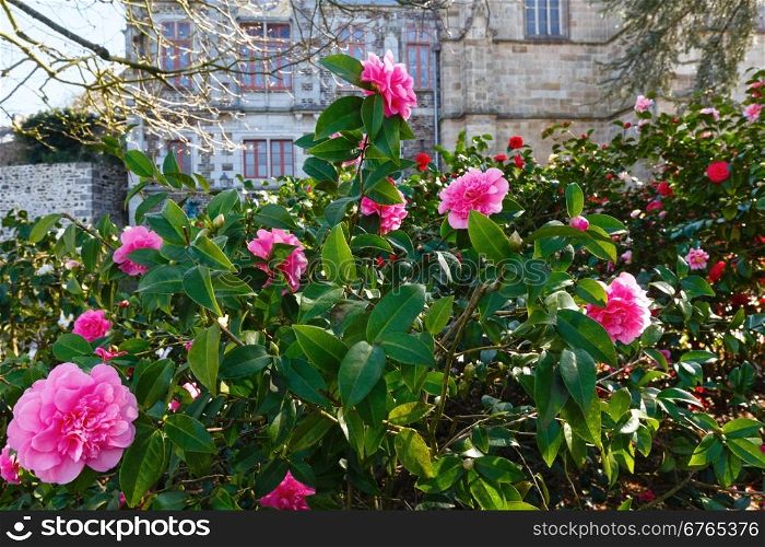 Blossoming Camellia bush with pink flowers and thick leaves in spring.