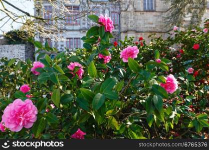 Blossoming Camellia bush with pink flowers and thick leaves in spring.