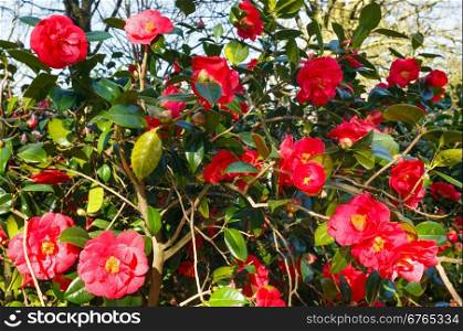 Blossoming Camellia bush with red flowers and thick leaves in spring.