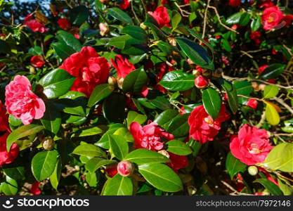 Blossoming Camellia bush with red flowers and thick leaves in spring.