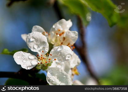 Blossoming cherry