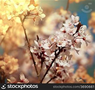 Blossoming cherry