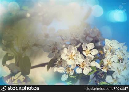 Blossoming cherry