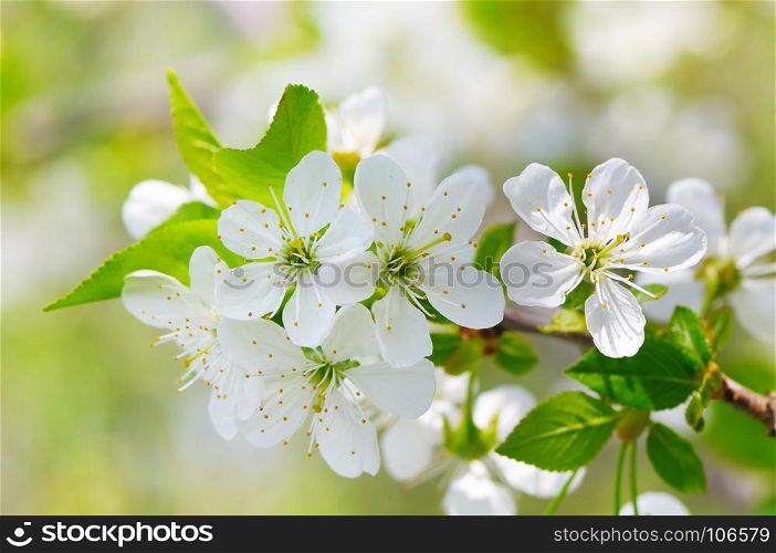 Blossoming cherry against the blue sky. Focus on the foreground. Shallow depth of field