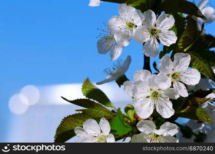 Blossoming cherry against the blue sky. Focus on the foreground. Shallow depth of field