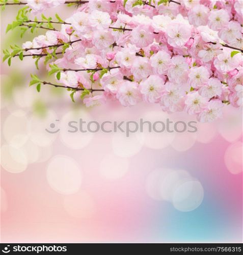 Blossoming cherry flowers on blue and pink bokeh background. Cherry Flowers in green garden