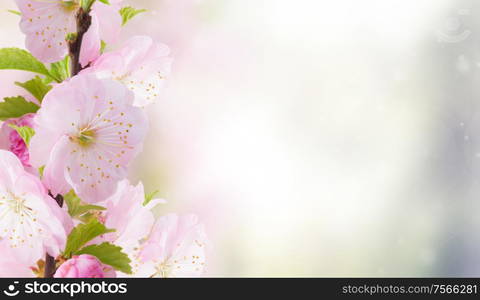 Blossoming cherry flowers on blue sky background banner. Cherry Flowers in green garden