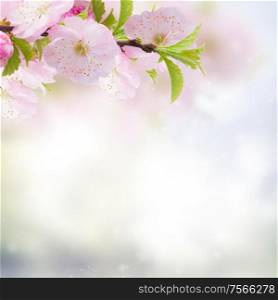 Blossoming cherry flowers on blue sky background. Cherry Flowers in green garden
