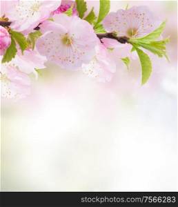 Blossoming cherry flowers on blue sky background. Cherry Flowers in green garden