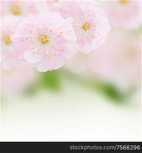 Blossoming cherry flowers on green garden background. Cherry Flowers in green garden